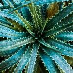 Dyckia encholirioides Fulla