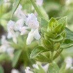 Stachys annua Květ