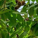 Juglans mandshurica फल