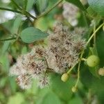 Ageratina altissima Meyve