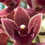 Cymbidium devonianum Cvet