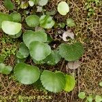 Adiantum reniforme Хабит