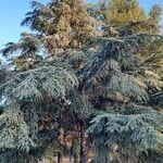 Cedrus atlantica Vekstform