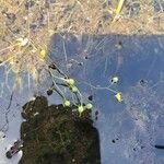 Utricularia gibba Плод