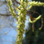 Populus nigra Flower