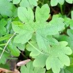 Bowlesia incana Leaf