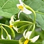 Solanum douglasii Kvet