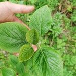 Viburnum lantanaഇല