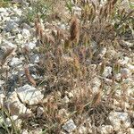 Bromus rubens Habit