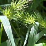 Elymus virginicus Blatt