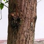 Camptotheca acuminata Rinde