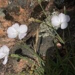 Dianthus gyspergerae Floare