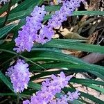 Liriope spicata Flower