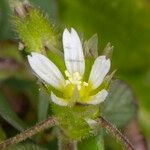 Cerastium semidecandrum Floare