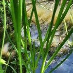 Zostera marina Folha