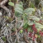 Gaultheria sclerophylla عادت