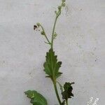 Scrophularia provincialis Hostoa