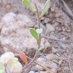 Clypeola jonthlaspi Leaf