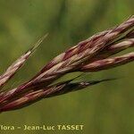 Bromus lanceolatus 花