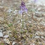 Scilla verna Habit