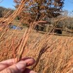 Andropogon gerardi Fruit