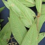 Miconia ibaguensis List