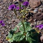 Phacelia calthifolia Habitatea