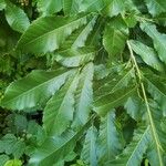 Quercus acutissima Φύλλο