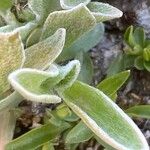 Antennaria carpatica Leaf