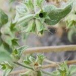 Stachys setifera Плід