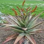 Aloe marlothii Altro