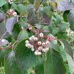 Cornus racemosa Vrucht