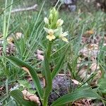 Dactylorhiza insularis Habit