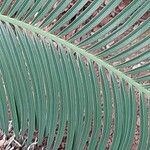 Cycas panzhihuaensis 葉