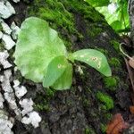 Platycerium elephantotis Leaf