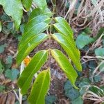 Castanospermum australe Blatt