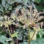 Myrrhidendron donnellsmithii Fruit