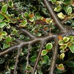 Cotoneaster microphyllus Bark