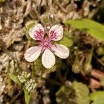 Erodium trifolium Flower