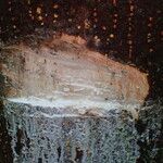 Milicia excelsa Bark