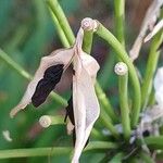 Agapanthus africanus Frugt