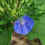 Jacquemontia tamnifolia Blüte