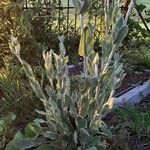 Lychnis coronariaFlower