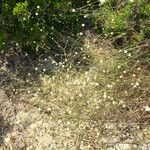 Lomelosia rutifolia 形態