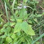 Circaea lutetiana Blad