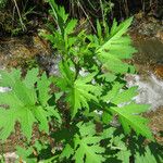 Cirsium alsophilum Leaf