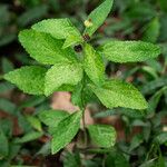 Sida rhombifolia Blatt