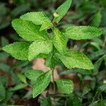 Sida rhombifolia Leaf