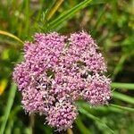 Mutellina purpurea Flower