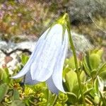 Campanula cochleariifoliaKukka